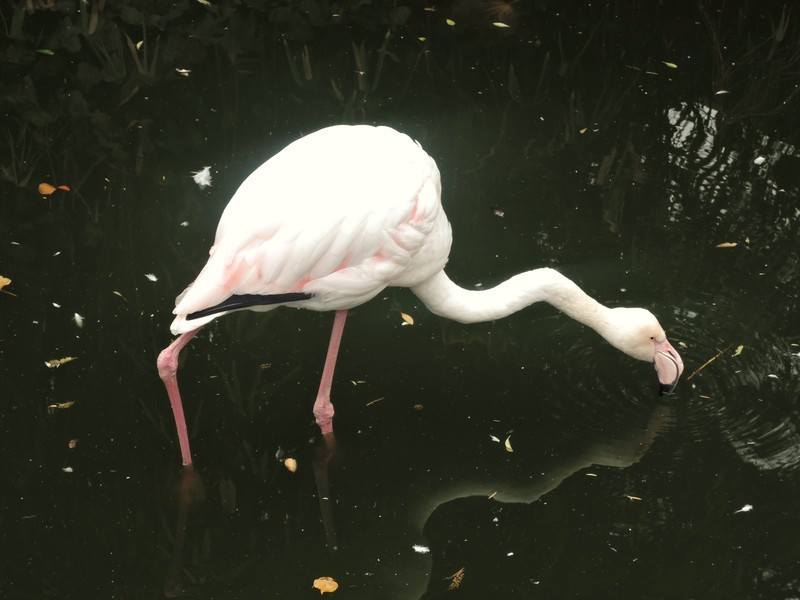Roof Garden English Woodland Garden Roof Garden English Woodland Garden