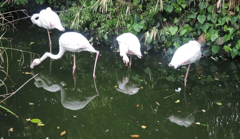 Roof Garden English Woodland Garden Roof Garden English Woodland Garden
