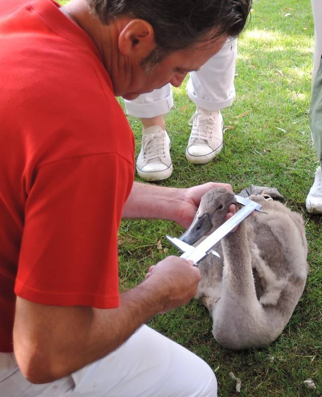 Swan Upping on the River Thames - Measuring Swan Upping on the River Thames - Measuring