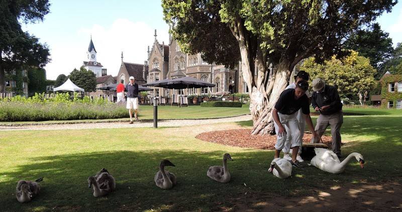 Swan Upping on the River Thames - Oakley Court Swan Upping on the River Thames - Oakley Court