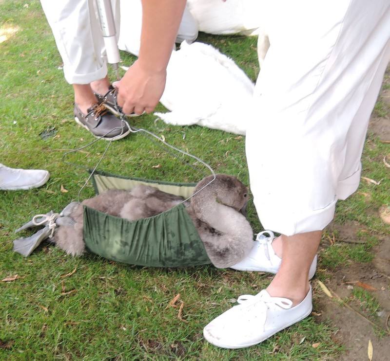 Swan Upping on the River Thames - Weighing Swan Upping on the River Thames - Weighing