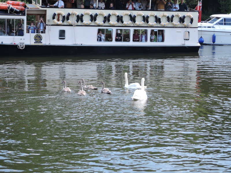 Swan Upping on the River Thames - Swans are released Swan Upping on the River Thames - Swans are released