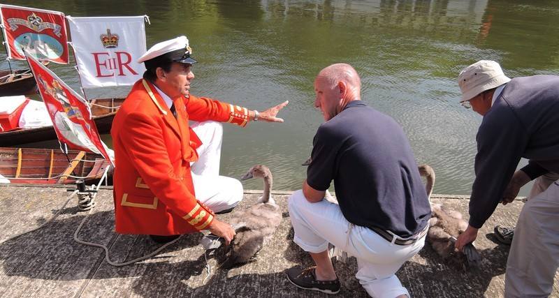 Swan Upping on the River Thames Swan Upping on the River Thames