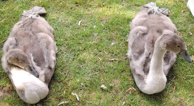 Swan Upping on the River Thames - Cygnets Swan Upping on the River Thames - Cygnets