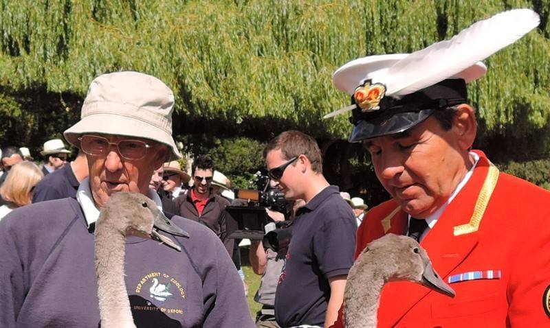 Swan Upping on the River Thames Swan Upping on the River Thames