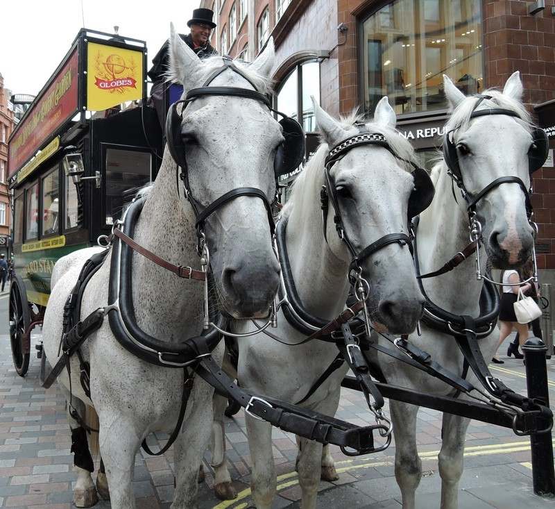 Stanfords Horse Drawn Omnibus Stanfords Horse Drawn Omnibus