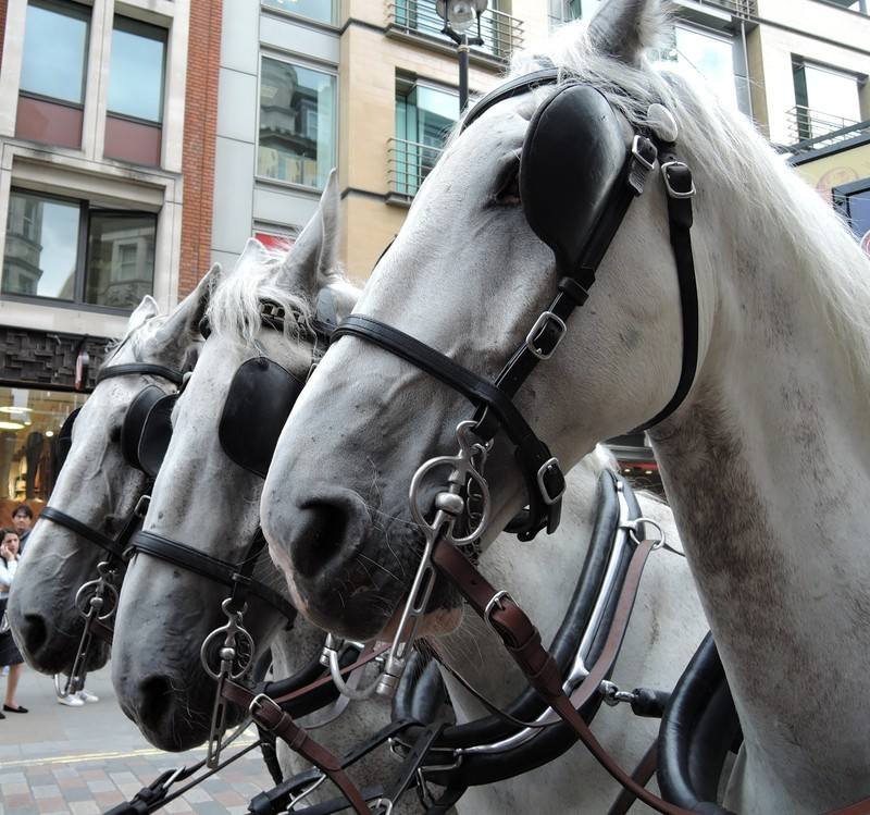 Stanfords Horse Drawn Omnibus Stanfords Horse Drawn Omnibus