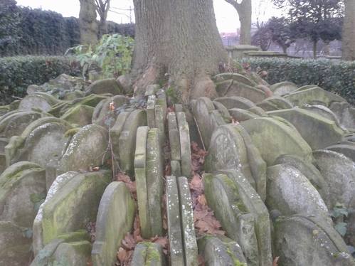 Hardy Tree Hardy Tree