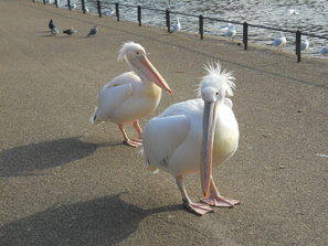 St Jamess Park St Jamess Park