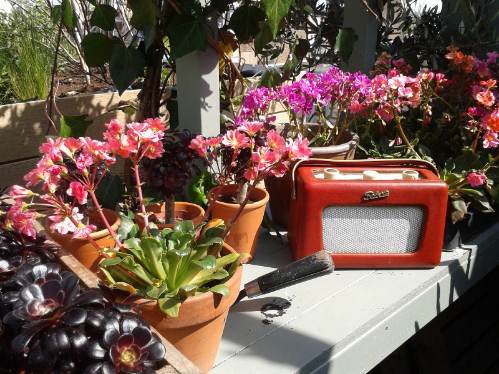 John Lewis - Roof Garden John Lewis - Roof Garden