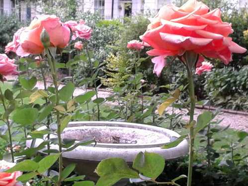 Montagu Square Gardens Montagu Square Gardens