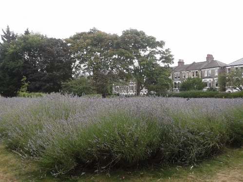 vauxhall park lavander garden vauxhall park lavander garden