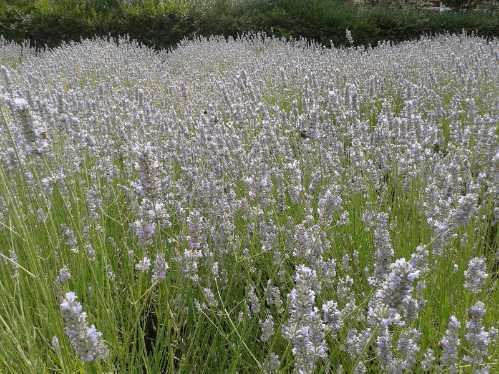 vauxhall park lavander garden vauxhall park lavander garden