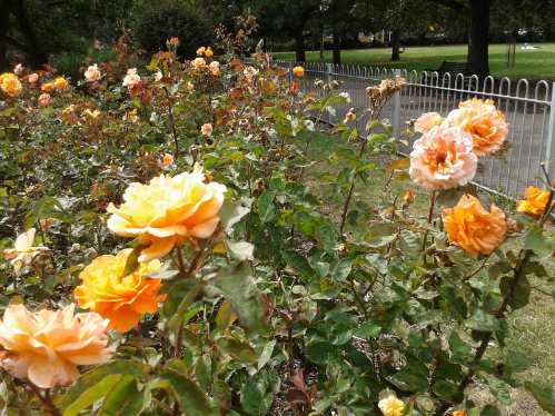 vauxhall park formal garden vauxhall park formal garden